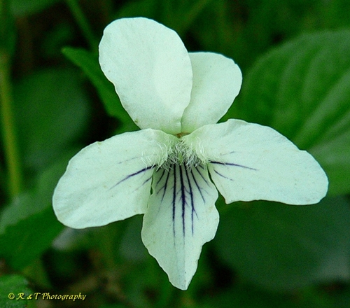 {Viola striata}